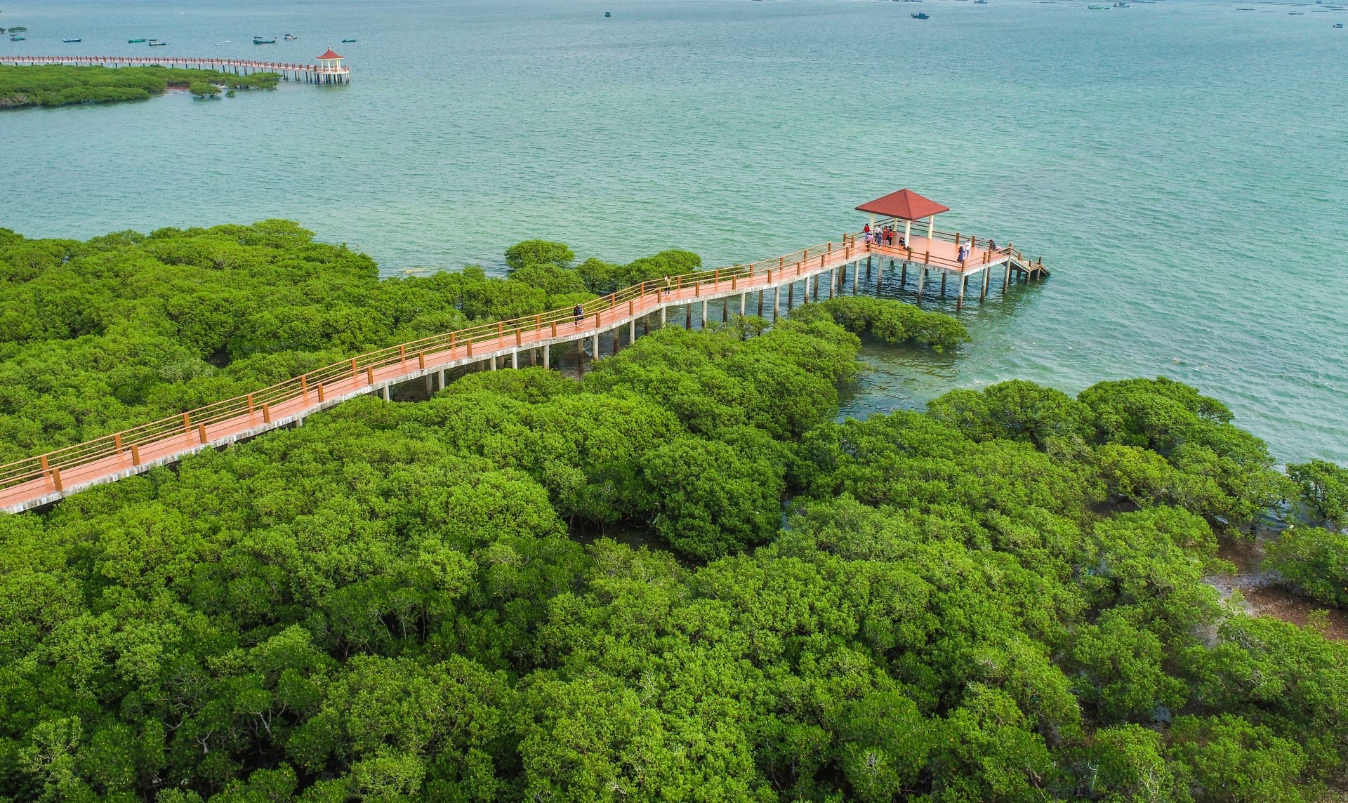 红树林根系结构