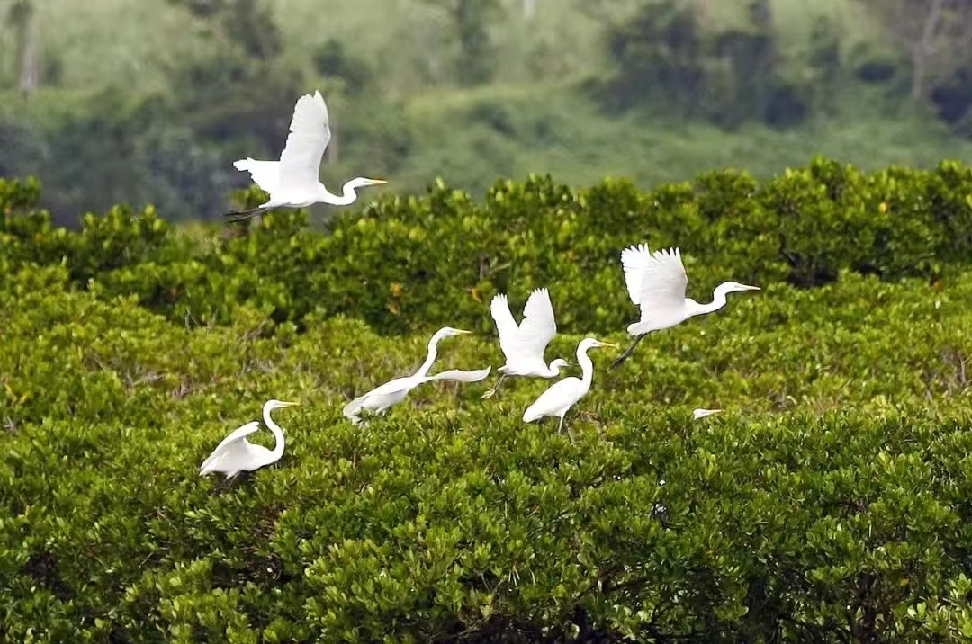 红树林根系特写