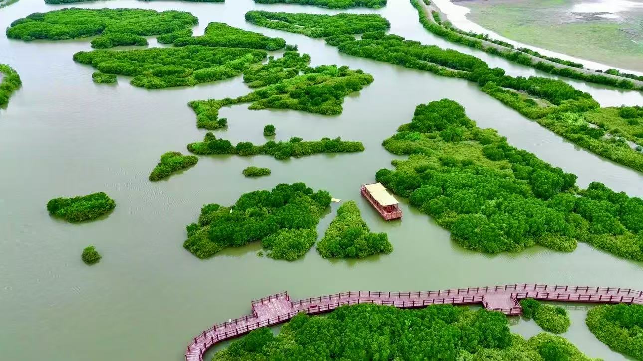 金牛岛红树林景观